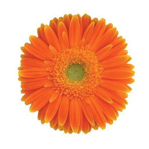 MORELIA-GERBERA-FLOWERmorelia-gerbera-flower