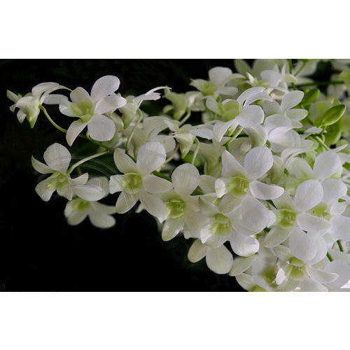 Singapore White Dendrobium Orchid Plantsingapore White Dendrobium Orchid Plant 4680